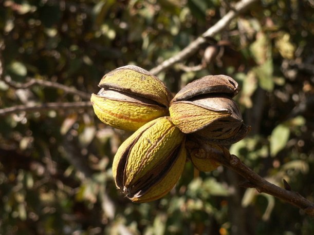 Pecan nuts on tree